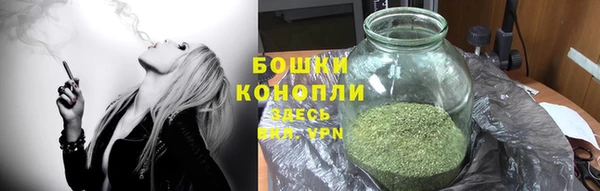 сатива Беломорск