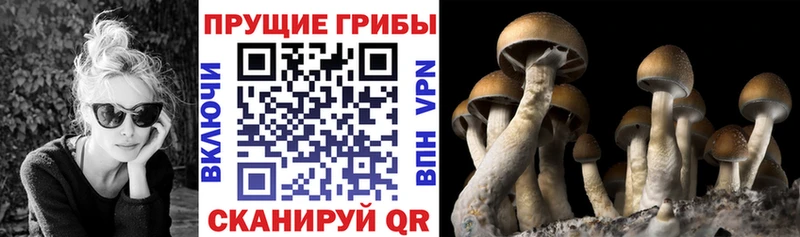 мориарти клад  Володарск  Галлюциногенные грибы мицелий 